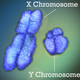 Illustration for article titled What Made the Y Chromosome So Tiny?